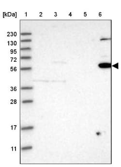 TRAF-6 Antibody, Novus Biologicals 0.1mL; Unlabeled:Antibodies, Polyclonal